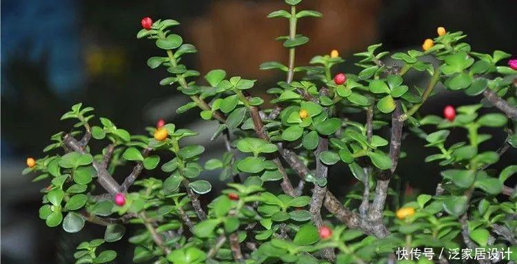 金枝玉叶修剪教程,剪下的枝条扦插,一盆变多盆