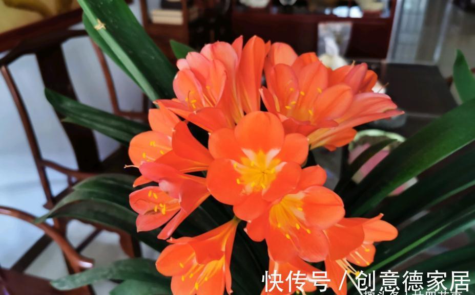 10月养君子兰，“6要素”要合理，适当冻一冻，整齐挺拔开花美