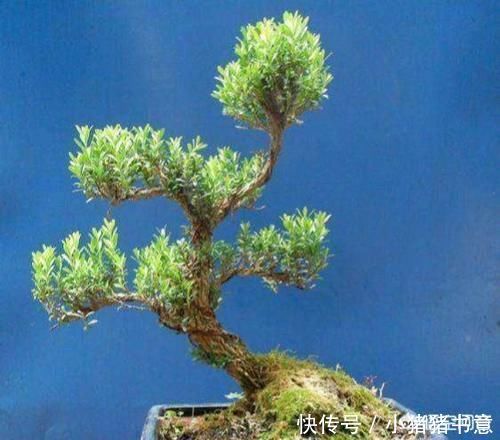 古朴|雀舌黄杨古朴典雅沧桑，雀舌黄杨盆景在北方如何养护？