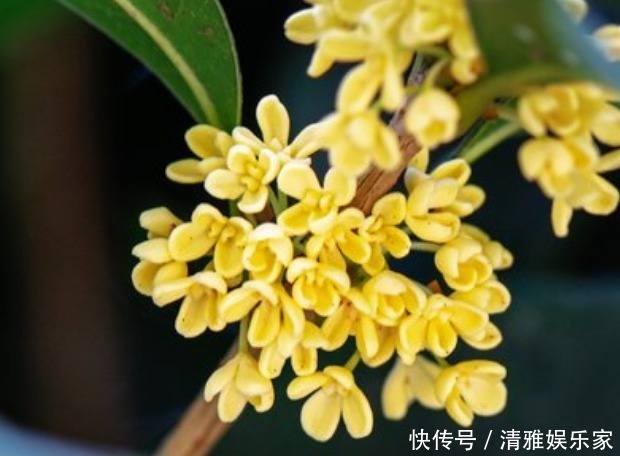 绿萝|家养3种“香水花”,花香四溢,比绿萝更好养,比茉莉更芳香