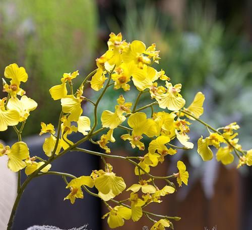 此花文艺漂亮，阳台养一盆，开花美翻了