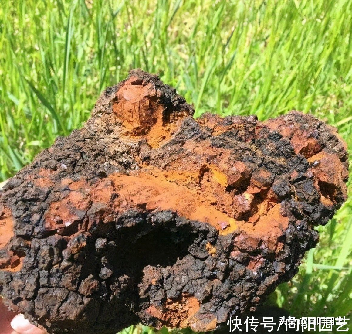 桦树茸是什么东西?有什么作用,为啥上千块一斤,真的有用吗