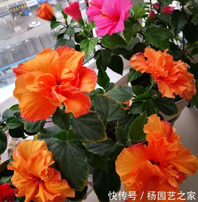 芍药|6种漂亮花,花比拳头大,家里养一棵,富贵自然来