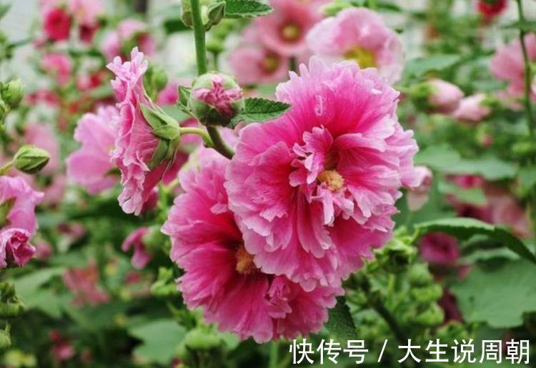 4种花漂亮又好养,一年多次开花,花香四溢,优雅迷人