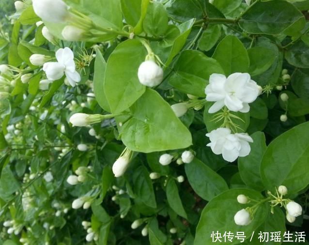 枝子|要让茉莉花枝子旺花苞多，需用2个方法，新枝新叶多花苞满枝