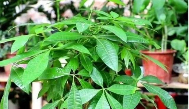 养文竹|6月后,7种花要远离阳台,不然“黄叶”没商量