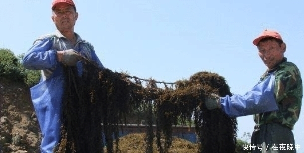 羊栖菜|日本人眼中的“长寿菜”,我国盛产却少有人吃,含钙量比牛奶都高