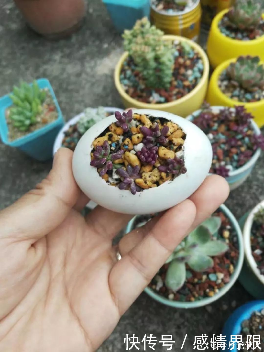 多肉盆栽猪肉这么贵,骨头洗干净种多肉,比花盆还好看