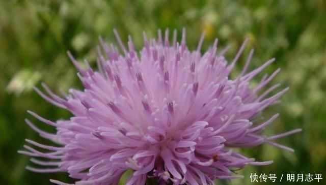 身体|这种“野花”采摘要带工具,摘下直接煮水喝,对人身体好