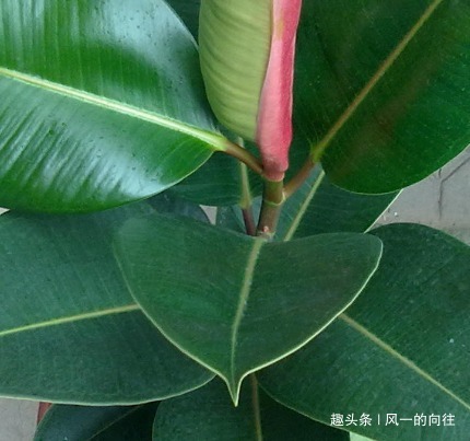 居家就养这三种绿植，既上档次又招财，好看又耐活