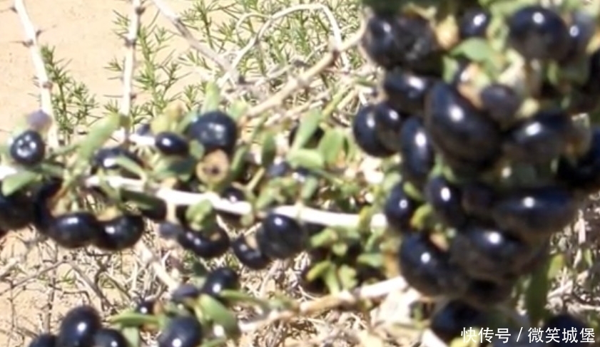 黑枸杞|它曾被称为“软黄金”,一斤卖500元,如今价格跌落仍无人问津