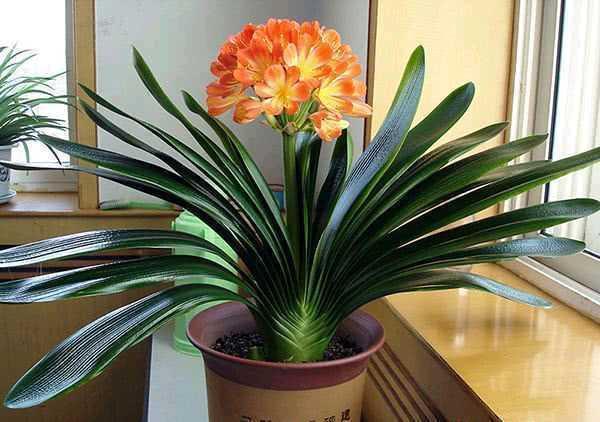 君子兰重在养根，水肥要注意，养出肉质根自然枝叶绿