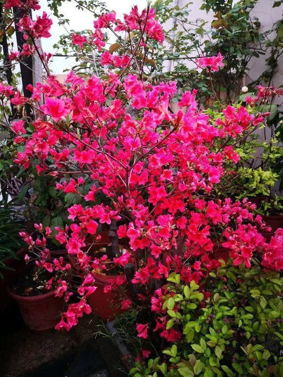 33种花，33首歌，太美了！