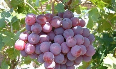 补肾|人到中年想长寿，不妨多吃以下四种食物，补血补肾，早吃早健康