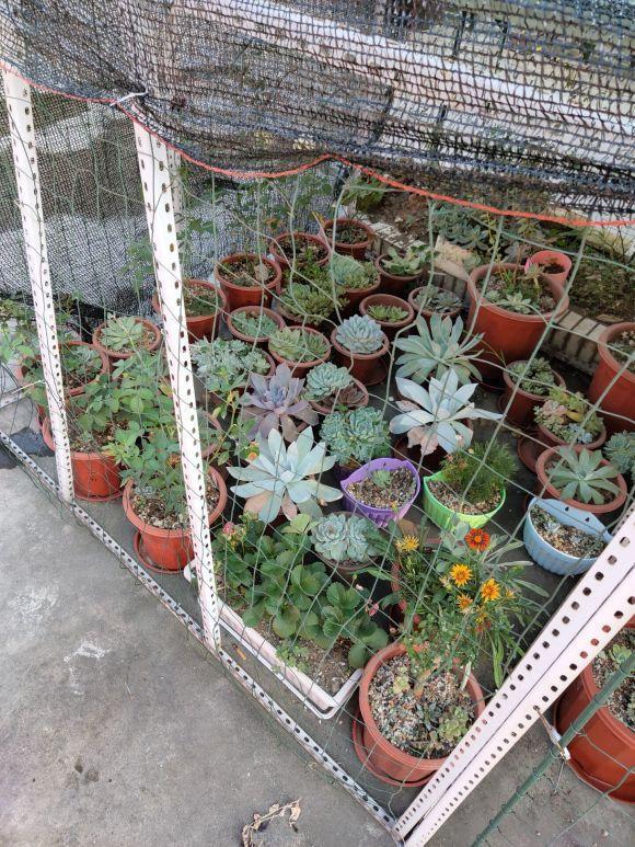 多肉在夏天,垫个“小东西”,不怕浇水不怕晒,越养越漂亮