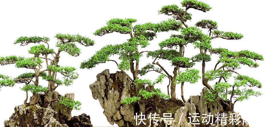 盆景也分阴阳,正确分出盆景耐阴还是喜阳,能更好的管理好盆景