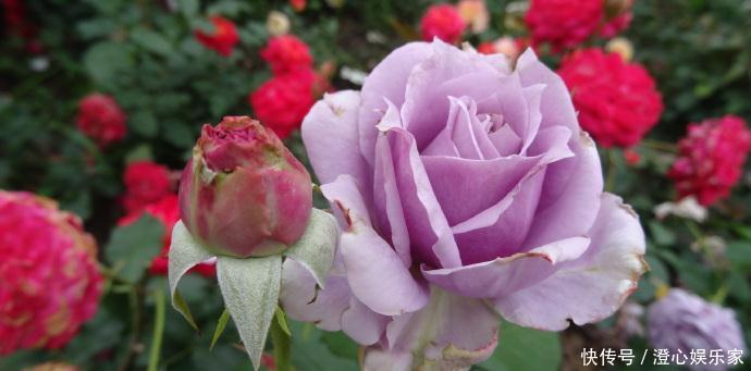 菊花|喜欢菊花,不如养盆“精品玫瑰”奥古斯玫瑰,似清新美人,美极了