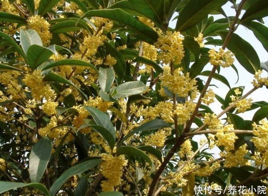 家中有院子，就栽6种吉祥树，寓意好，观赏性强