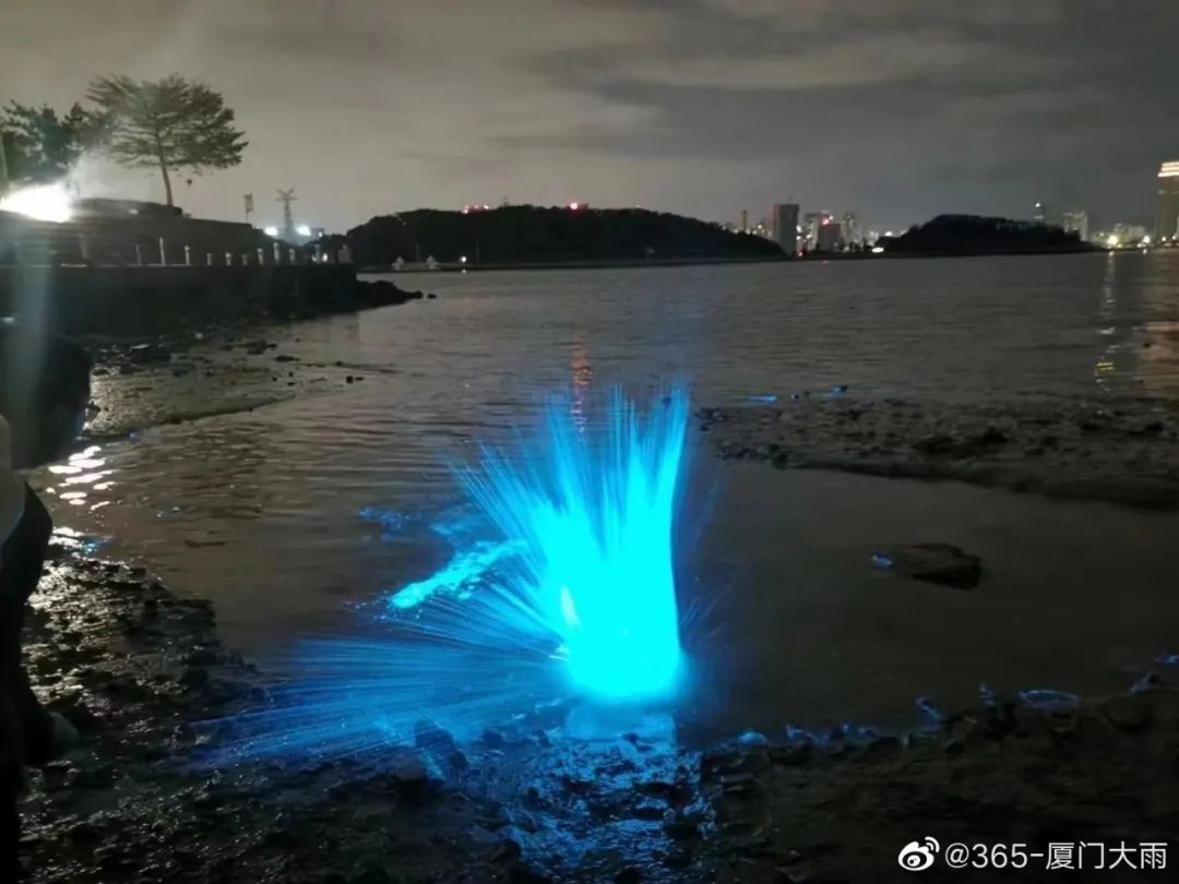 海峡导报|突发！厦门海沧湾公园人人人人人