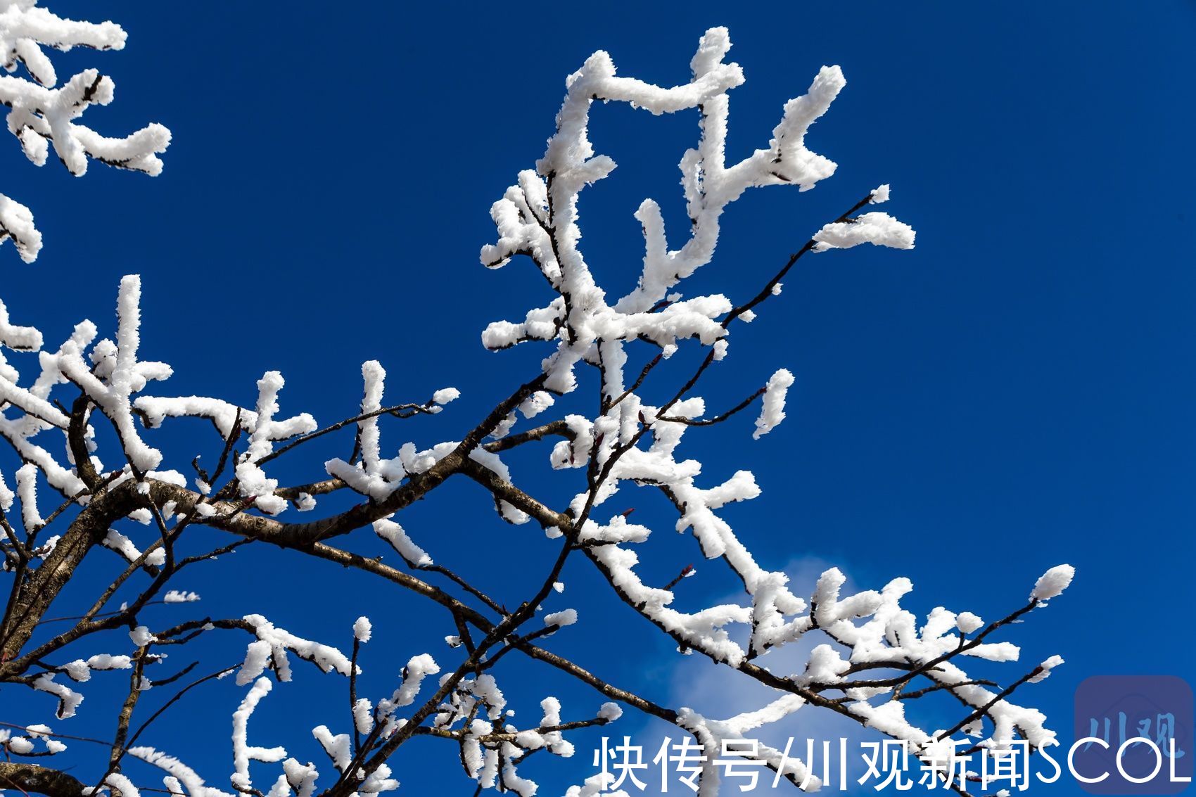 白雪|白雪+雾凇 绵阳千佛山变身“童话世界”