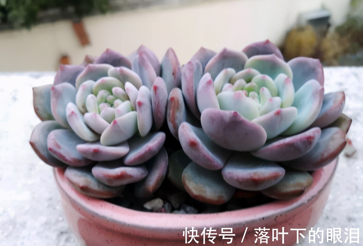 这些多肉新手买一盆死一盆,已被肉友拉进“黑名单”,买了浪费钱