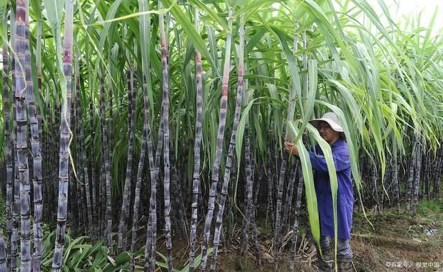  买甘蔗时，请记住“5点”，保证好吃不浪费，蔗农都赞你是内行