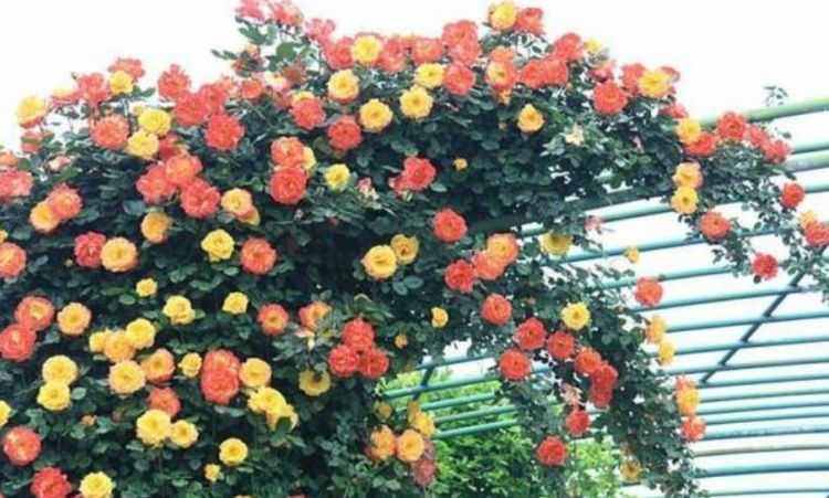 养花试试几种花期长的，花大色艳颜值个，越剪长得越旺