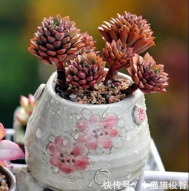 5种花盆养花,怪不得都死了,全是样子货