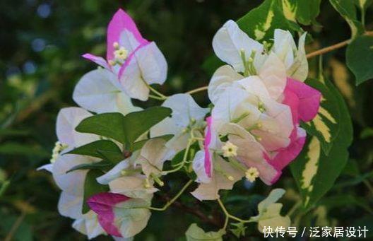 4种花很漂亮,好养易活能爆盆,枝头花苞满