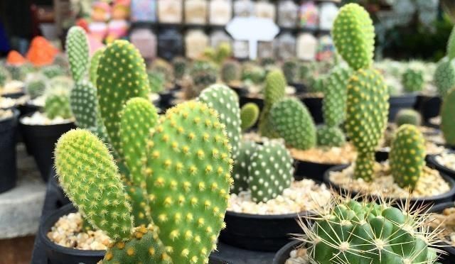 夏季如何养|这五种“花卉”都是懒人花,每月浇水一次,不会烂根,远离黄叶