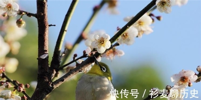 梅花@梅花相思诗词解读,人人心里,有棵梅花树