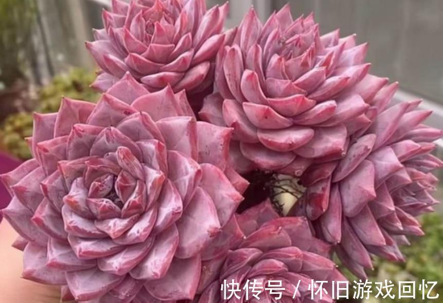 养护|新手小白养多肉,6种品种随便一样,越冷状态越好看,值得拥有