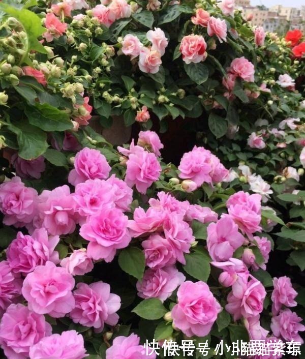 漂亮|四季开花的花,我建议你养这1种,开花多多,比玫瑰和茶花都漂亮!