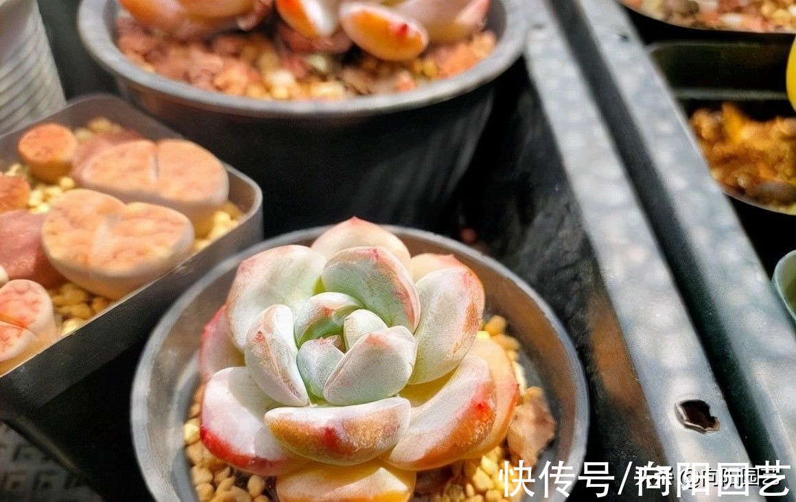 浇水|原来还有这么多人,对多肉并不了解,高频率的浇水,实际是错的