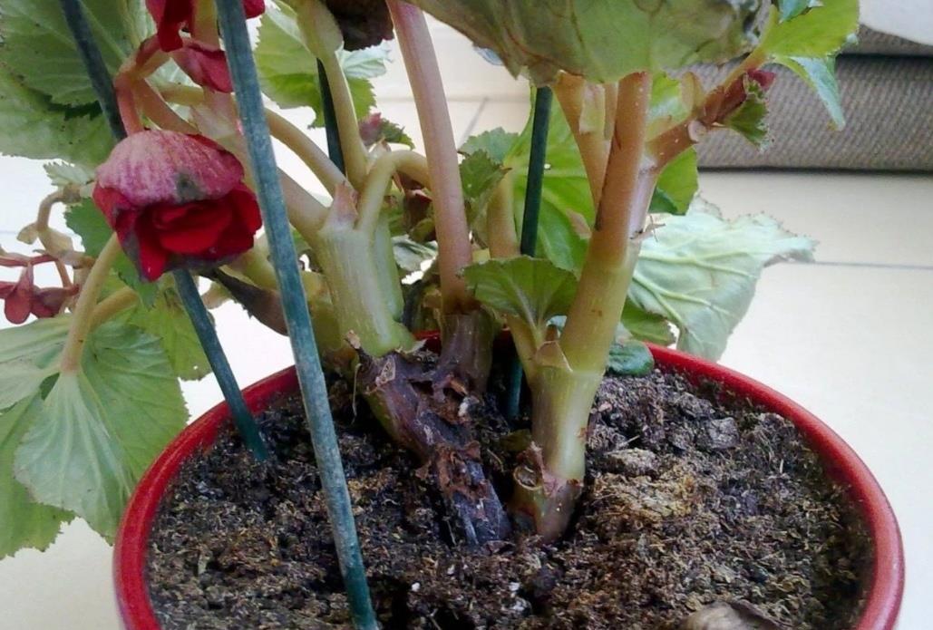 蟹爪兰|夏天5种花不要买,很难养活,费钱又费时间