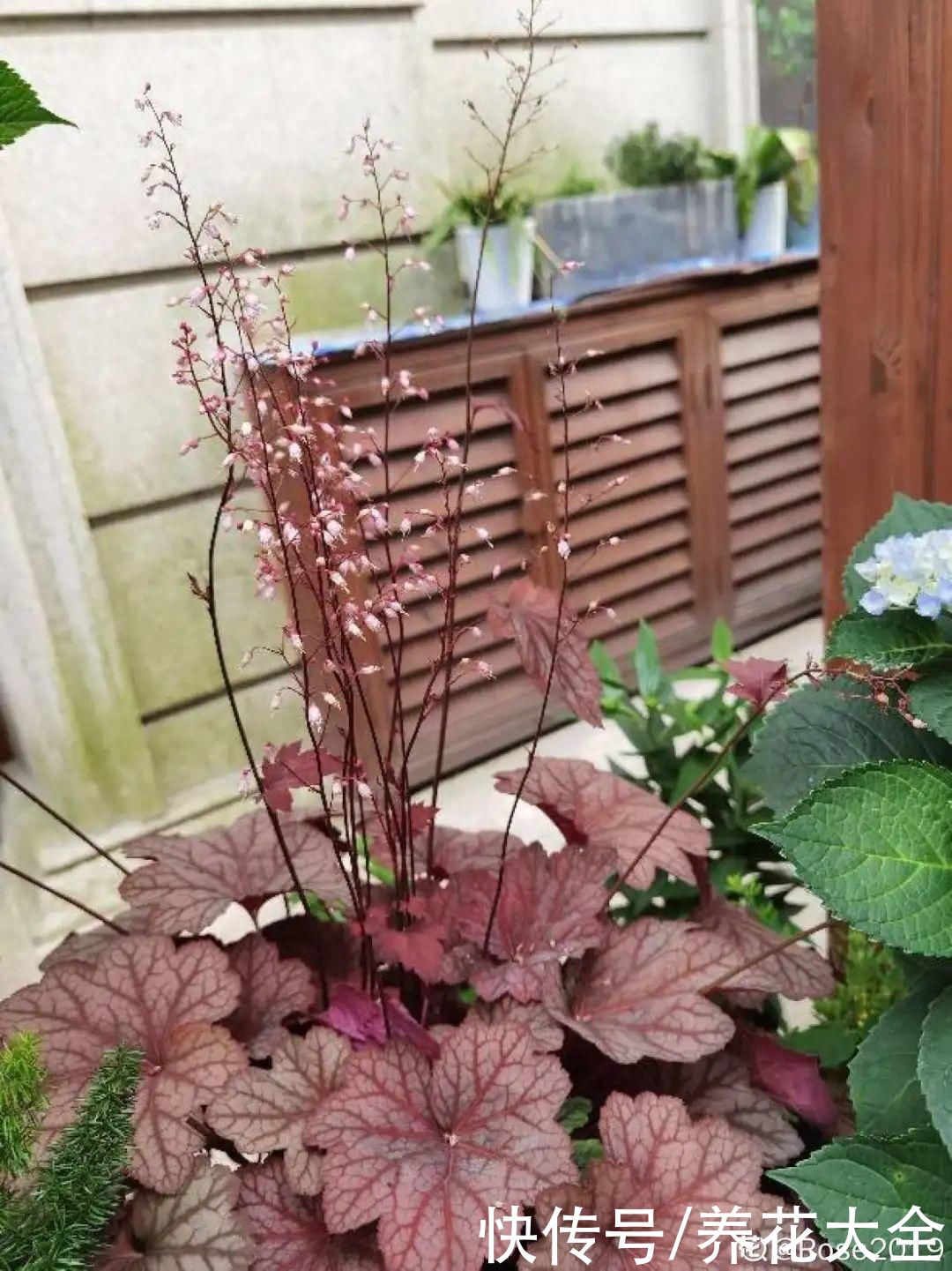 花苞|3种花，开花就会死，长花苞就赶紧剪掉