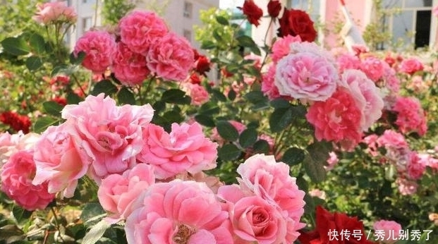 漂亮|这种花漂亮又好养,家里养一棵,四季都是春