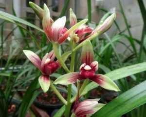 家养5种花,好养易活,不用操啥心,花色繁多易爆盆,娇艳欲滴