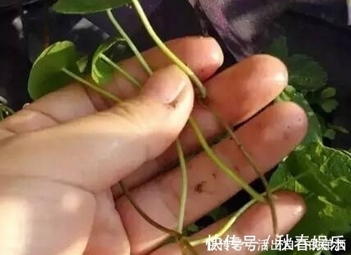 匍匐茎|妈妈养铜钱草年年用这1招，养出来的铜钱草爆满盆，叶子比手掌大