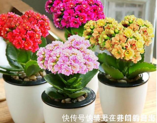 天冷|天冷了,15种漂亮花喜欢“大太阳”,多晒长得壮,花更多