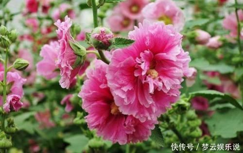 家里就养这四种花,一年四季香满屋,全年开花不停,芳香四溢