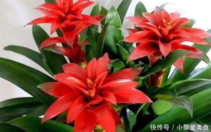 花海|这些花好养易活,旺财又养人,开花多又漂亮,轻松爆成花海