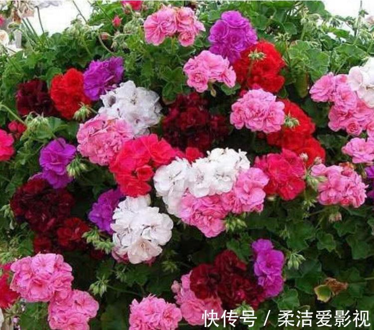 天竺葵|几款花卉，花大服盆快，一年四季成花海，家里超美的