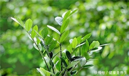 养花不如养树,要是客厅太空旷,就摆种一盆金钱树,寓意好又美观!