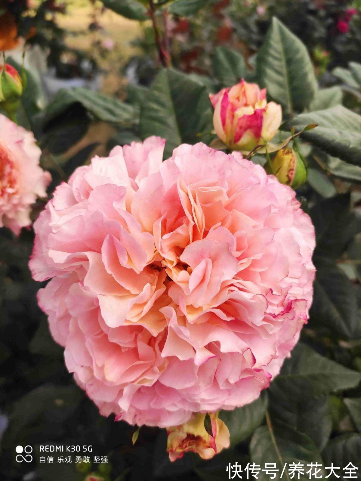 图鉴|100种常见花图鉴，图文并茂非常详细，收藏起来慢慢看