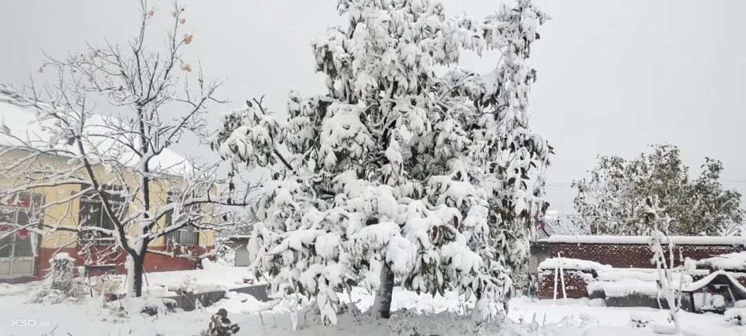 雪景|烟台终于下雪了！（附烟台绝美冰雪图）