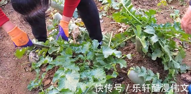 立冬以后,遇见这菜抓紧吃,营养极高,做窝窝头比馒头包子还好吃