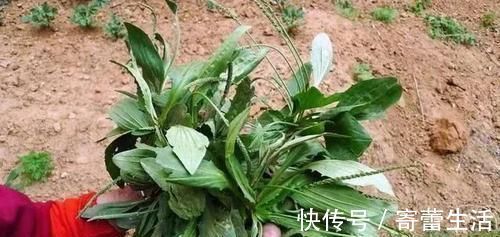 车前草|车前草,除了祛痰止咳,还有4种重要功效,最适合中老年人喝!