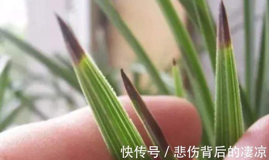 兰花叶子发黄不要怕，教你６个小秘籍，常年绿油油