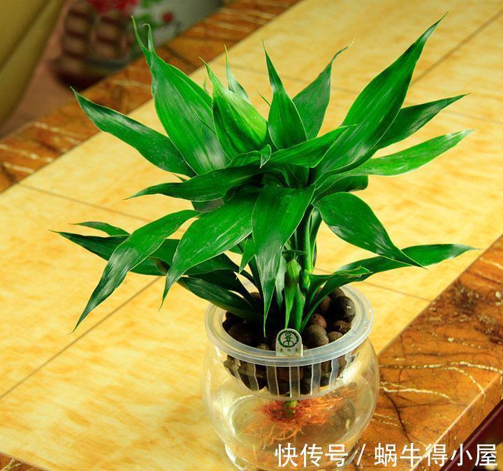 喜欢水的“7种花”，天天浇水也不怕，适合勤快的人